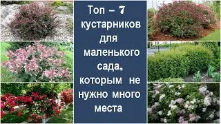 ❀ Топ – 7 кустарников для маленького сада, которым не нужно много места