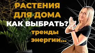 Фитодизайнер Вероника и Васту-эксперт Арина про растения в интерьере