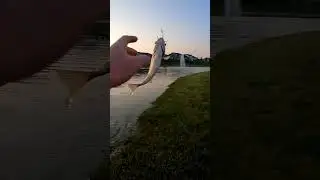topwater action on the lunkerhunt spider