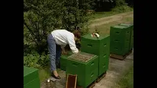 Выведение пчелиных маток( Германия) Обучающее видео