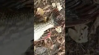 Жор щуки 