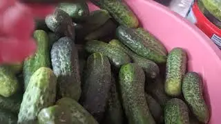 TURSU YAPIMI