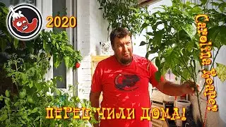 Жизнь и смерть перца чили на балконе. Слабонервным не смотреть!