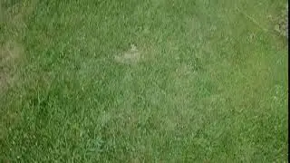 Dji Mavic 2 pro crash Дрон катастрофа