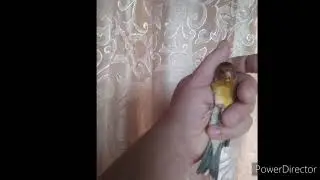 Мои птицы. Гибриды щегла+ канарейка. 2020 год.