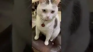 Кот Оскар - умный, красивый и талантливый 🐈 