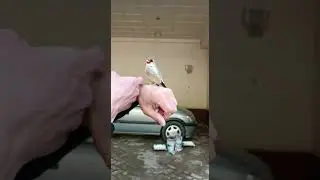 ПОМНИТЕ!! Птицы должны быть на свободе, а не в клетках./ ДОМАШНИЙ СЕДОГОЛОВЫХ ЩЕГОЛ/ ТАДЖИКИСТАН