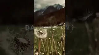 Ruth B - Dandelions | Lyric short #short
