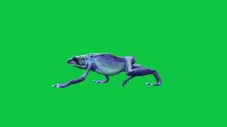 Watch an Adorable Frog Walk on a green screen background! 
