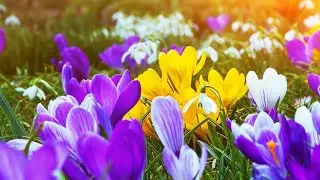 СБОРНИК КРАСИВЫЫХ МЕЛОДИЙ "Вдохновение природы: музыкальный путь к гармонии" #МУЗЫКА #КРАСИВАЯМУЗЫКА