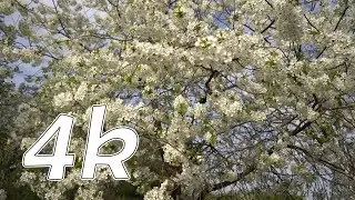 Footage video 4k. Beautiful Cherry Blossom