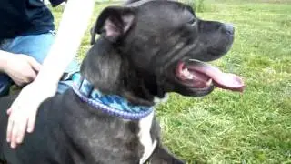 Kermit the Frog at RSPCA Sheffield