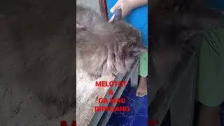 KUCING ANGGORA MELOTOT & GA MAU DIPEGANG