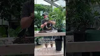 Part 2: Fixing an Overwatered Peace Lily