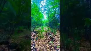 #meditationmusic #окунево #nature #путешествия #mushroom