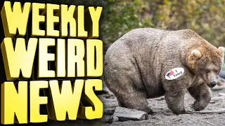 Fat Bear Week VOTER FRAUD Scandal - Weekly Weird News