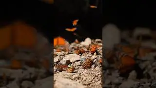 Witnessing MILLIONS of BUTTERFLIES migrating to MEXICO 🇲🇽