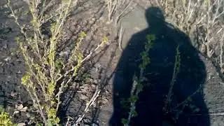 Породам саженци чёрной смородины