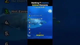 Ranking 7 Craziest Animal Clips  