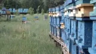О пчеловодстве в целом для начинающих