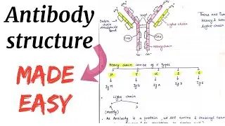 Structure of Antibody || Parts of antibody ||Immunology