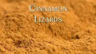 Cinnamon Lizards (Official Music Video) • MattJohnsonMusic.x