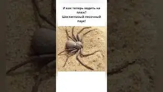 На пляже вас может ждать «сюрприз»