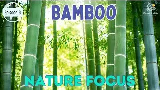 Bamboo | Nature Focus for Kindergarten | EYFS | Episode 6