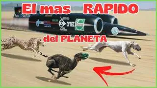🚀TOP 10 Razas de perros mas Rápidas del mundo🐕‍🦺