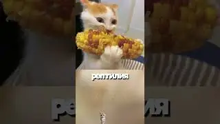 Reptiles and Cats