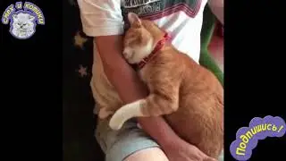 Кот Обнимает Хозяина - МИЛОТА !!!