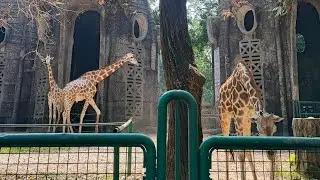 [LIVE] Jerapah di Ragunan Zoo