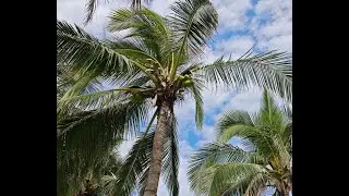 Пляж Дадунхай, территория отеля Sunshine Resort  Intime Sanya 5*. Январь 2026
