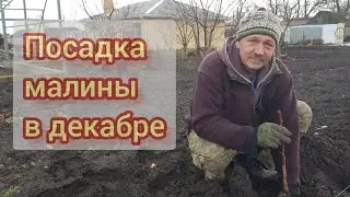 Зимняя посадка малины