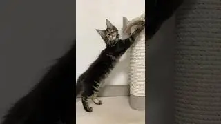 Мейн-кун кошечка Реджина 3,5 месяца