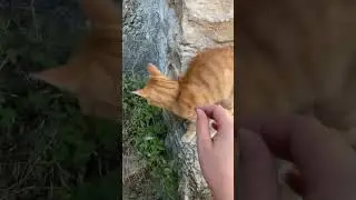 Мой муж и кот 