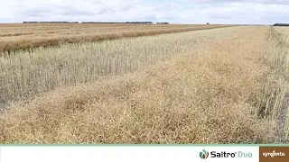 SALTRO DUO® controls blackleg in tough conditions