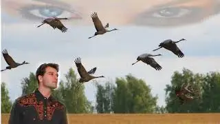 Калины куст.