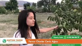 Fernor Chanler Ceviz Ağacı