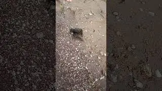Как поймать рака на фидер