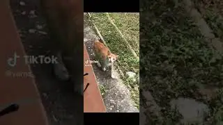 Memes: Cat hears human complaining😂😂💯