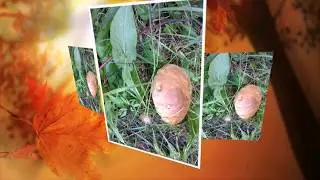 Лето! Сбор грибов!