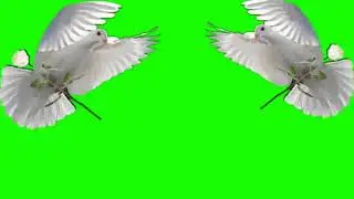 flower green scree.effects green screen,rose green screen effets.gscreen effects.love effects,green