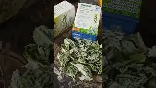 ЧАЙ ЧИНГИСХАНА