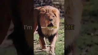 BEWARE of my WILDFIRE🔥😈~ATTITUDE STATUS 🦁MOTIVATIONAL VIDEO