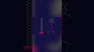 Що таке клітина? Види клітини