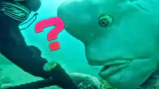 А ЧЕ ВЫ ТУТ ДЕЛАЕТЕ? ОЧЕНЬ СМЕШНАЯ РЫБА ПРИКОЛ, РЫБАКИ ПОЙМУТ БЛИН))0)00)