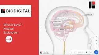 What is Love? - Medical Explanation (Dr. Tom Talks)