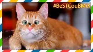 ОП, ЧИТЫ!  #BeSTCouBMiX ПОПРОБУЙ НЕ ЗАСМЕЯТЬСЯ.  Выпуск №27