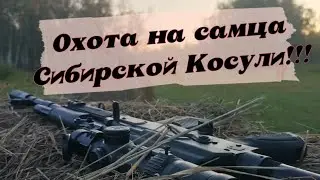 Охота на самца Сибирской Косули .